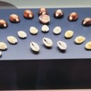 세계조개박물관 이미지