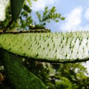 파우브라질 [Pau-brasil, 브라질나무, (Caesalpinia echinata)] 이미지