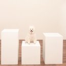 강아지랑 | 울산셀프사진관 코코아스튜디오 강아지랑 커플촬영후기