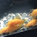 금땡이PC 이미지