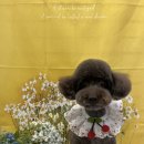 댕곤댕곤 이미지