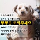 좁은 하수구에서 살다가 양쪽 무릎이 망가진 뚜뚜에게 도움을 주세요D-85 이미지