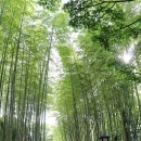 대나무숲길 이미지