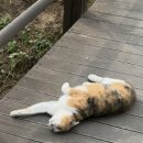 카페애룡호수