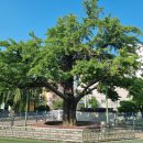 계산동 은행나무 이미지