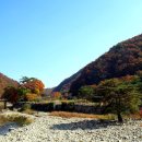 보석사   은행나무 이미지