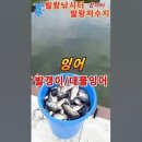 20230815 파주 발랑낚시터/발랑저수지 붕어/월척붕어, 잉어 발갱이/대물잉어 750kg 방류완료 이미지