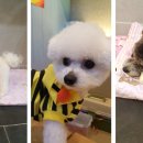 쁘띠 펫 살롱 이미지