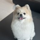 아몬드 몽몽 이미지