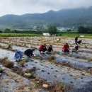 진안군 농업기술센터 이미지