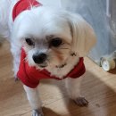 보라매웰종합동물병원 이미지