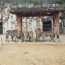 한국체대 양지 태권도 이미지