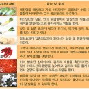 김치의역사 이미지