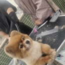 변정수동물병원(산업동물출장전문동물병원) | 반려동물 시장 트렌드와 서초애견미용학원 선택법