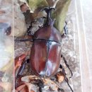 운문댐하류보3 이미지