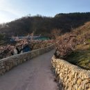 백년관광농원 야영장 | [광양여행] 광양매화마을 축제, 개화 현황, 지도, 주차, 식당 후기