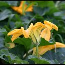 호박꽃 이미지