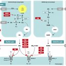 Re:Re:Metabolism of amino acid neurotransmitters: the synaptic disorder underlying inherited metabolic diseases 이미지