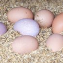 연한농장 이미지