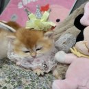 보보캐터리 이미지