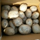 개진감자영농조합법인 이미지