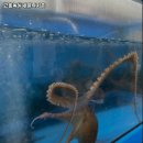 녹동세발낙지 | 부산 사하구 감천동 맛집 고흥녹동세발낙지촌 가격메뉴리뷰주차영업시간