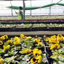 백양산 양묘장 이미지