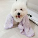 올데이펫 | 강아지 수건, 두잇 올데이 타올 펫타월