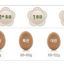 싱싱계란 이미지