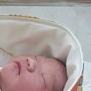 안경나래 이미지