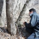 내린천약초 이미지