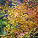 아기단풍 & Les Feuilles Mortes (Autumn Leaves 고엽) James Turner & photo by 모모수계 이미지