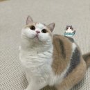 그랜비캐터리 이미지