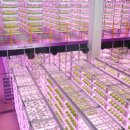 중동농장 이미지