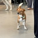 훈트(HUND) 이미지