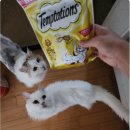 손맛고을 이미지