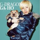 스타애견 이미지