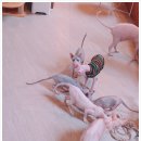 순복이네 스핑크스 이미지