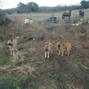 들개농장 이미지