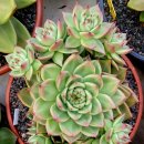 라온 하제 이미지