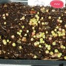 코노코노 이미지