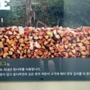 더피그 이미지
