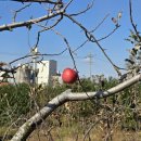 간성농장 이미지