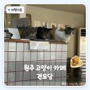 견묘당 | 원주 가볼만한 곳 견묘당 | 치악산 자락 고양이 카페 후기