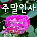 도그버디신영