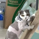 페티포티 이미지