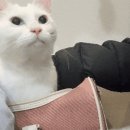 서초M동물의료센터 이미지