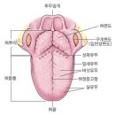 (3) 解剖生理學의 입과 혀 이미지