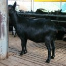 해든누리 흑염소농장 이미지