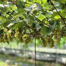 월야농장 이미지